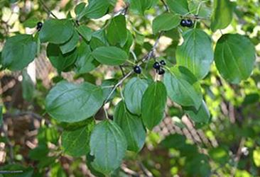 Picture of Buckthorn leaves and berries