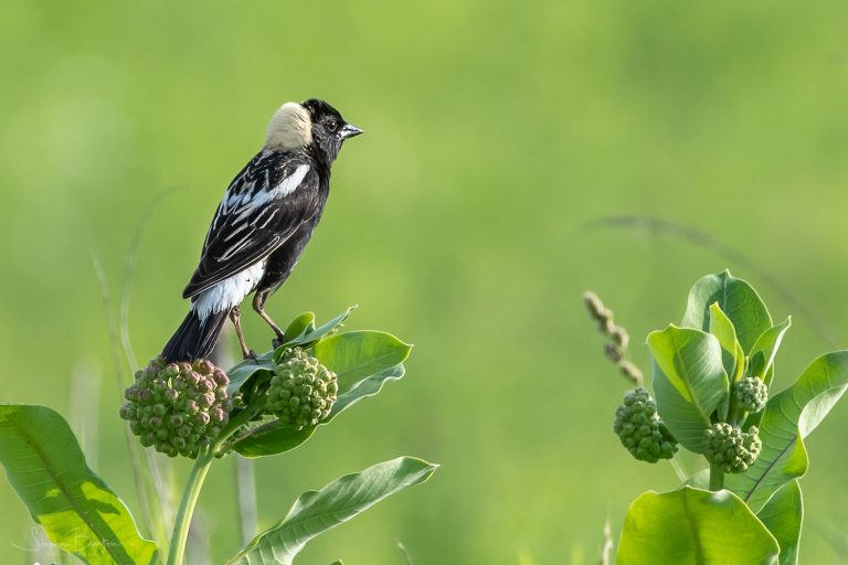 Male Bobolink perced on common milweed in the Spring Creek Watershed