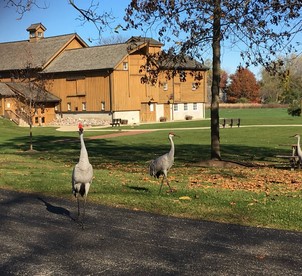 Picture of 2 Sandhill cranes at the Village Hall